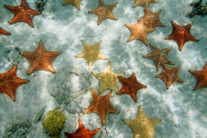colorful starfish underwater of the crystal clear beaches of Bimini