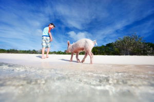 a young pink pig curiously walking up to a young boy on the pristine sandy beaches of the Exumas