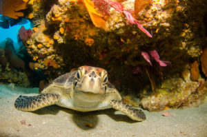 A turtle hides under the rocks and reefs but curiously sticks its head out to ponder about the camera